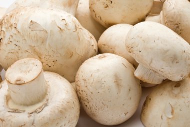 champignon mantarları