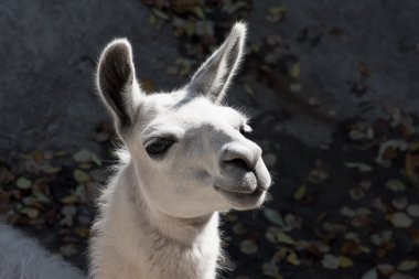 Lama.