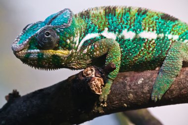 Panther chameleon clipart