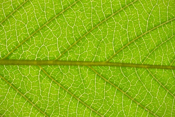 Foglia verde — Foto Stock