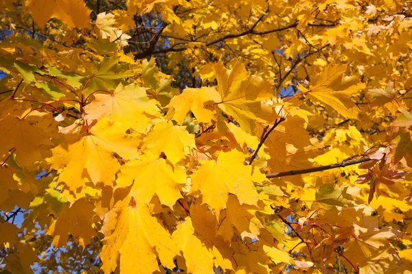 Herfst — Stockfoto