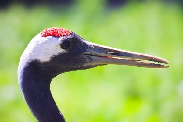 Grulla de corona roja — Foto de Stock