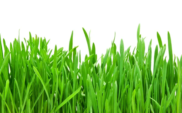 Green grass — Stock Photo, Image