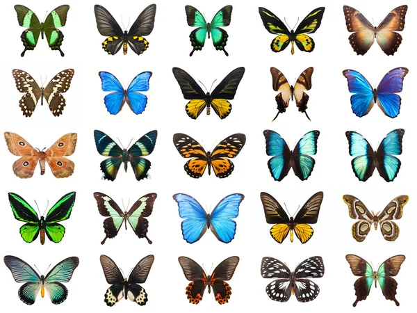 Тропические бабочки — стоковое фото