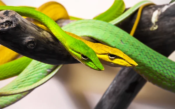 Oxybelis snakes — Stock Photo, Image
