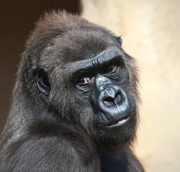 Gorilla — Stockfoto