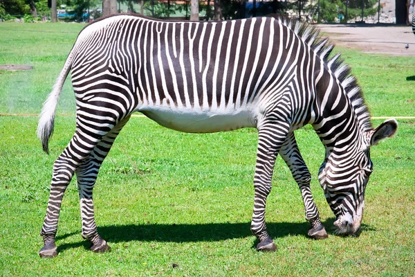 Zebra. — Fotografia de Stock