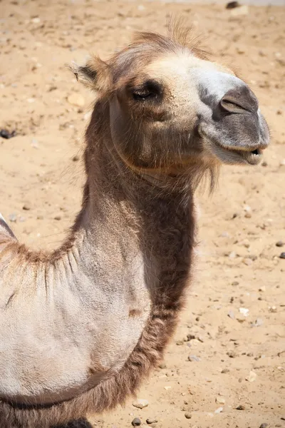 Camel — Stock Photo, Image