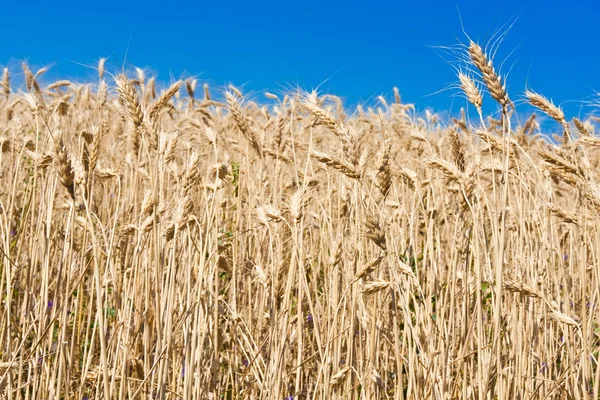 Wheat field — Stock Photo, Image