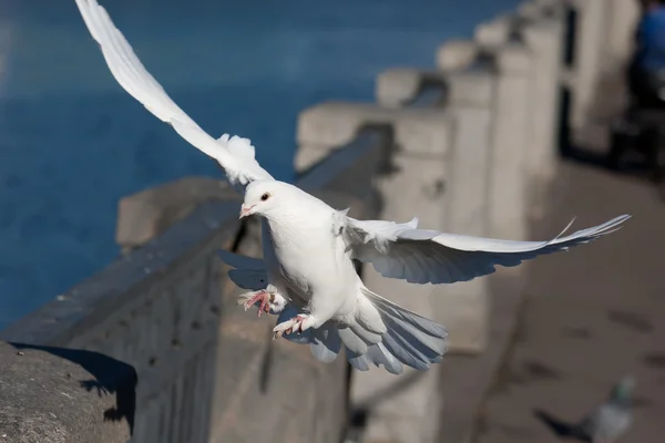 흰색 비둘기 — 스톡 사진