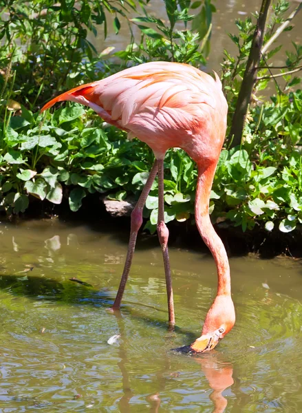 Flamingo — Stockfoto