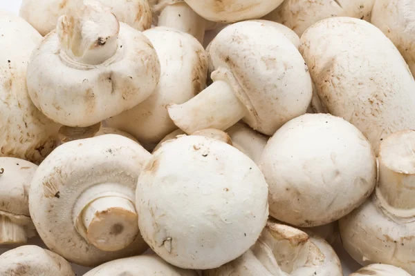 Champignon-Pilze — Stockfoto