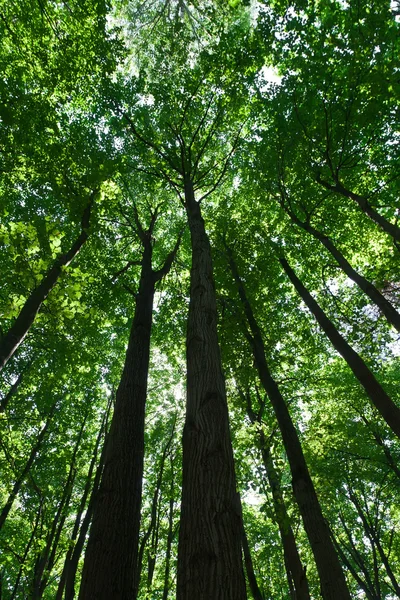 Grön skog — Stockfoto