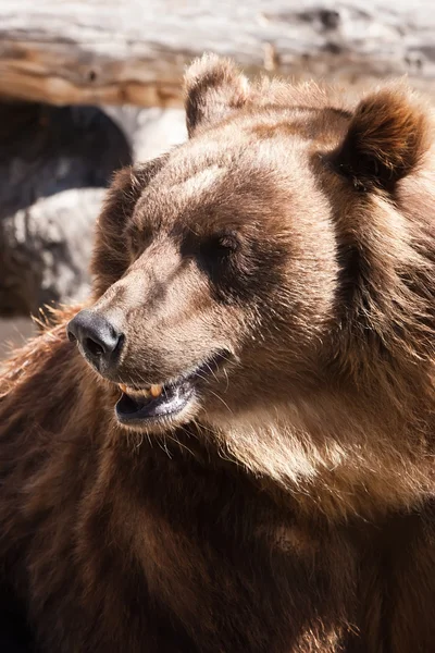 Bear — Stock Photo, Image