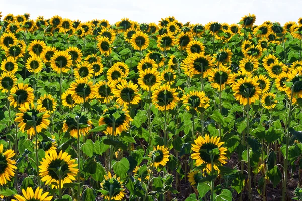 Girasoli — Foto Stock