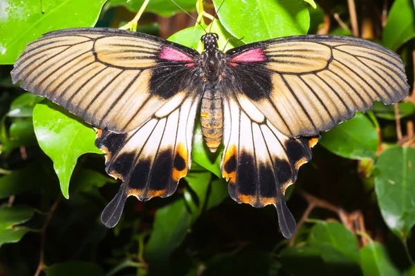 Mariposa. — Foto de Stock