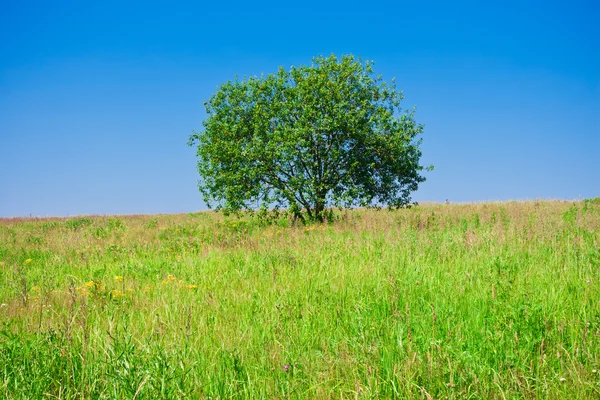 Tree and field Royalty Free Stock Images