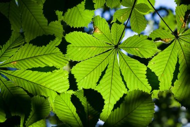 yaprakları arka plan