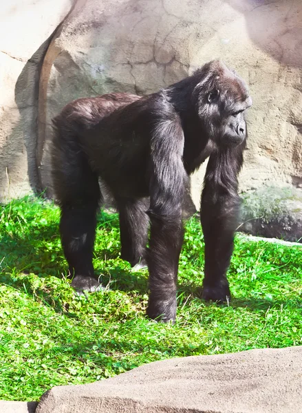 Gorilla — Stockfoto