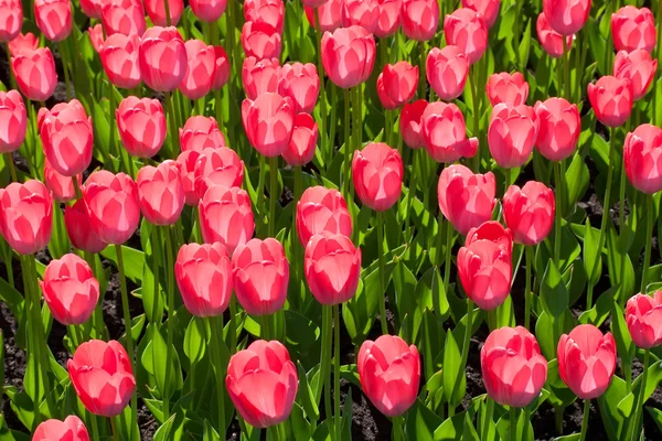 Tulip flowers — Stock Photo, Image