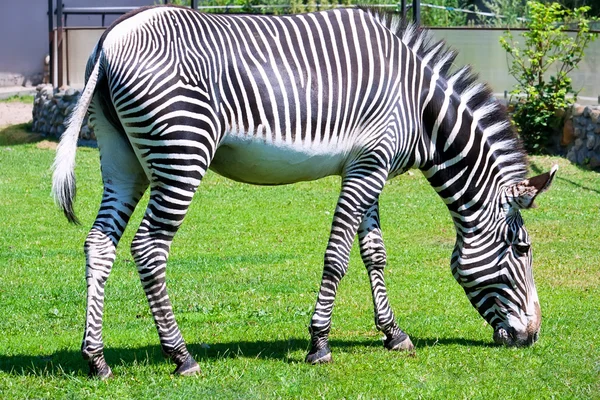 Zebra. — Fotografia de Stock