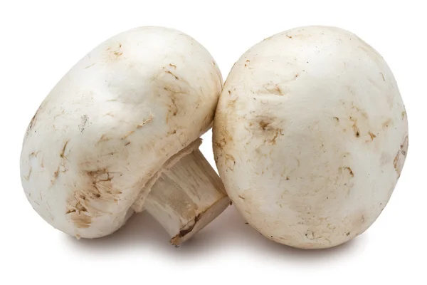 Funghi Champignon — Foto Stock