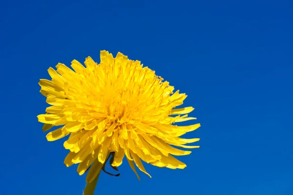 Dandelion — Stock Photo, Image