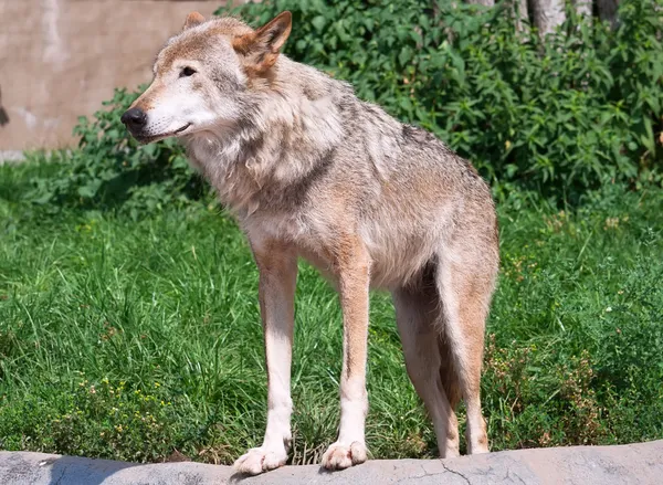 Wolf — Stock Photo, Image