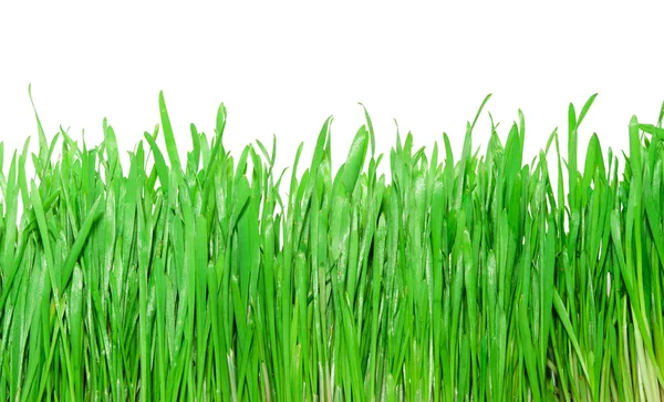 Groen gras — Stockfoto