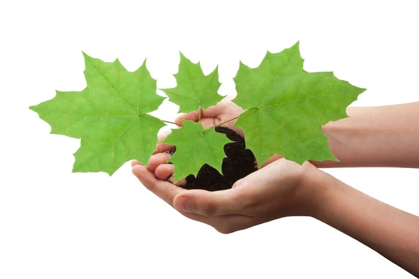 Tree in hands — Stock Photo, Image