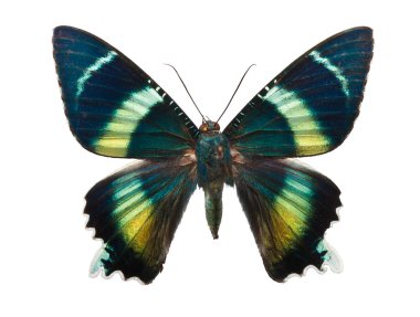 Kelebek alcides argathyrsus