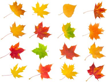 akçaağaç yaprakları