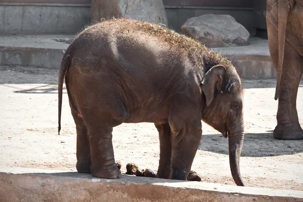 Elefant — Stockfoto