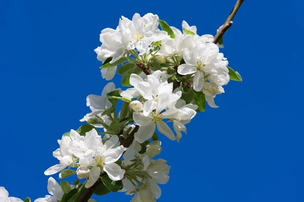 Apple flowers — Stock Photo, Image