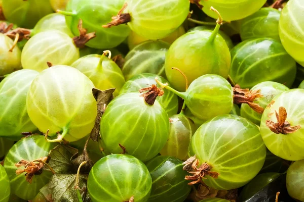 Bacche di uva spina — Foto Stock