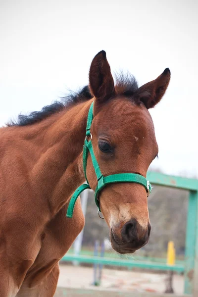 Horse — Stock Photo, Image