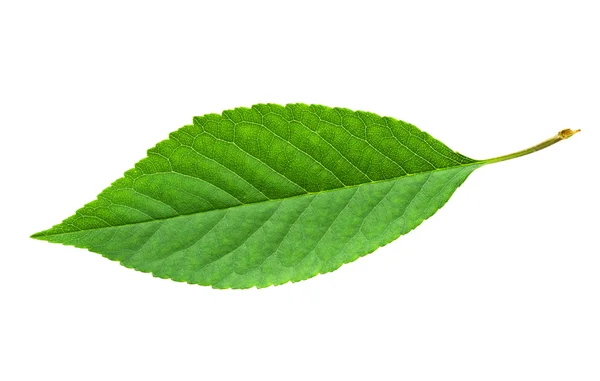 Green leaf — Stock Photo, Image