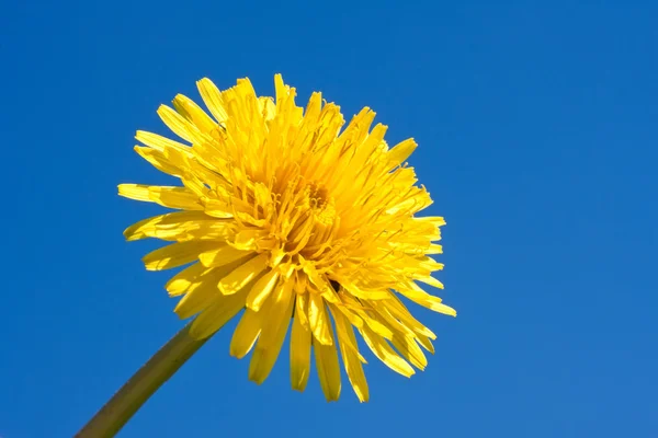 Dandelion — Stock Photo, Image