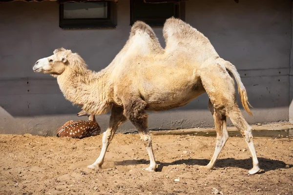 Camel — Stock Photo, Image