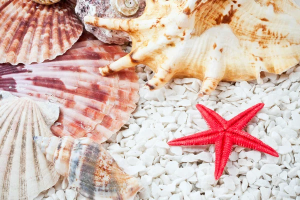 Seashells — Stock Photo, Image