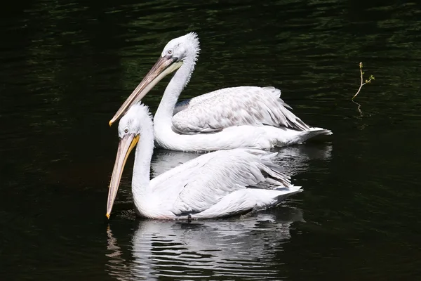 Pelicanos — Fotografia de Stock