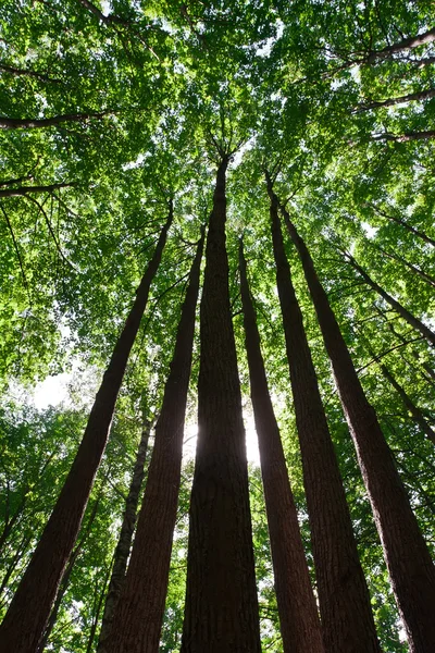 Grüner Wald — Stockfoto