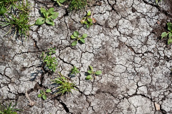 Dry land — Stock Photo, Image