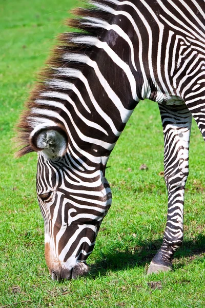 Zebra. — Fotografia de Stock