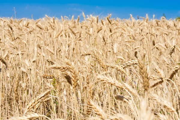 Wheat field — Stock Photo, Image