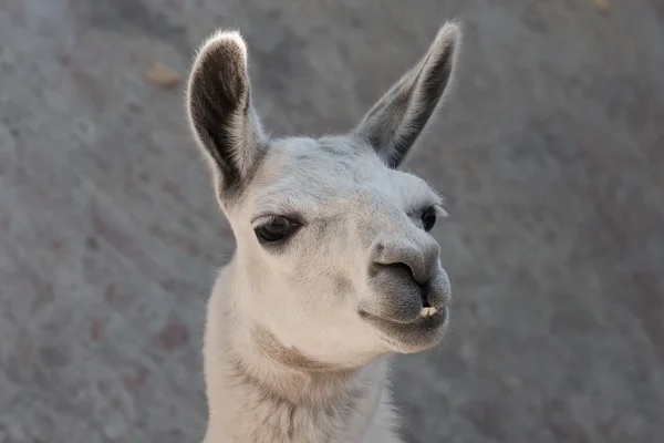 Lama — Stockfoto