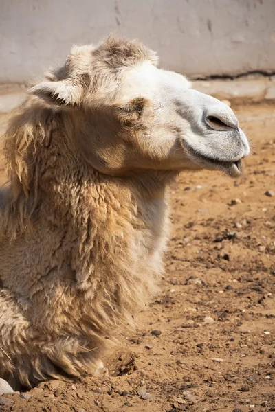 Camel — Stock Photo, Image