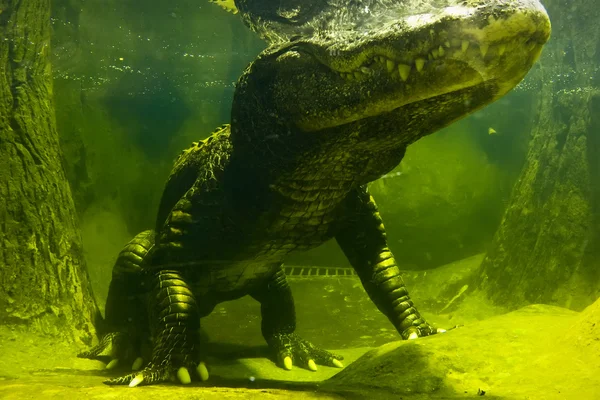 Crocodilo — Fotografia de Stock