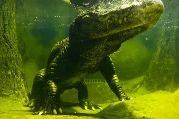 Beautiful closeup photo of big green crocodile