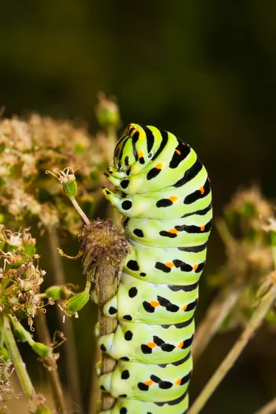 Caterpillar — Stock Photo, Image